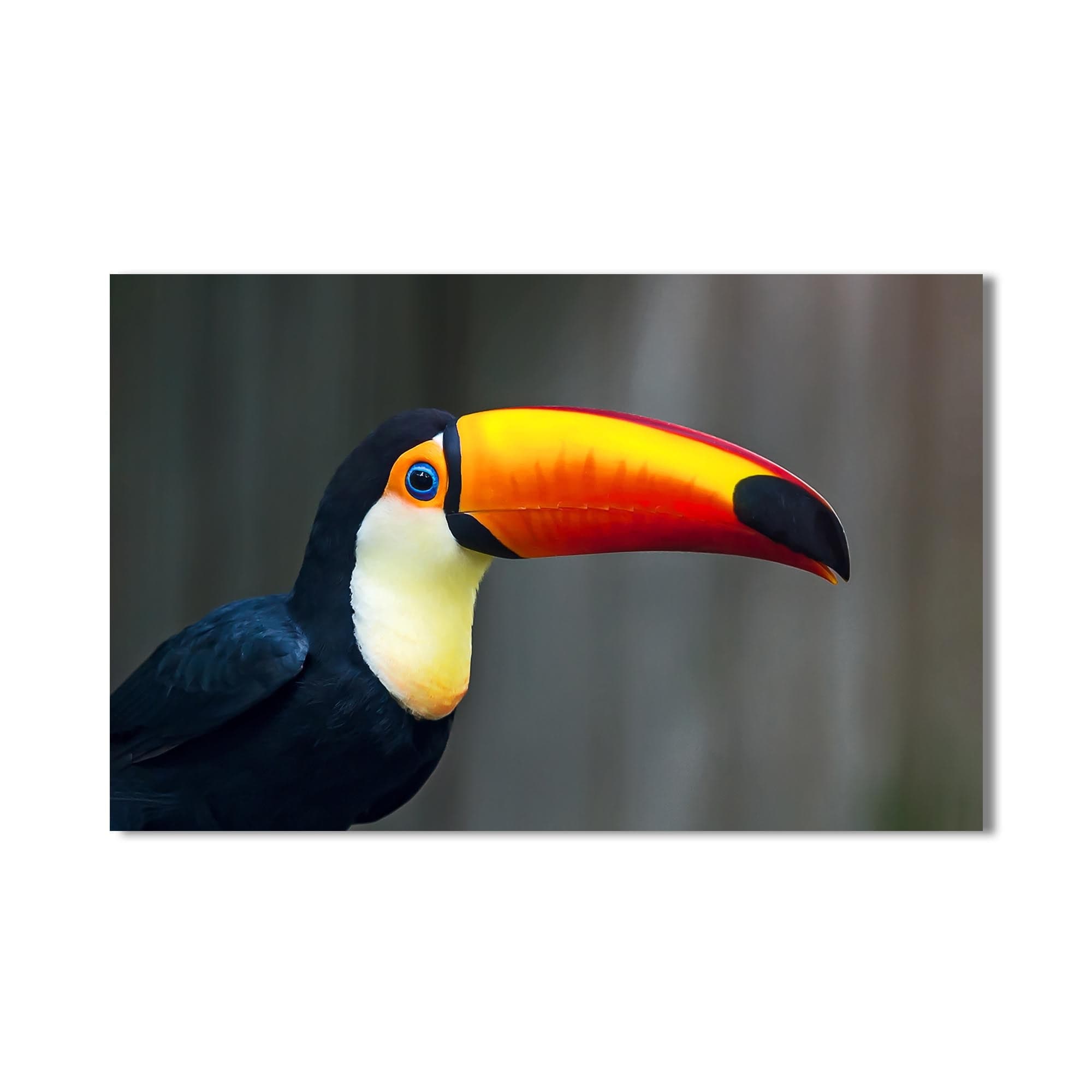 Artronauts Glass Print Toucan Splash – Animal Tempered Glass Wall Art