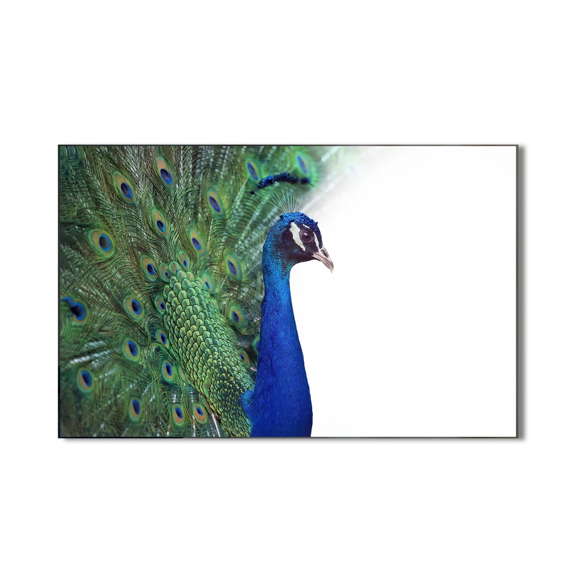 Artronauts Glass Print White Peacock Elegance – Animal Tempered Glass Wall Art