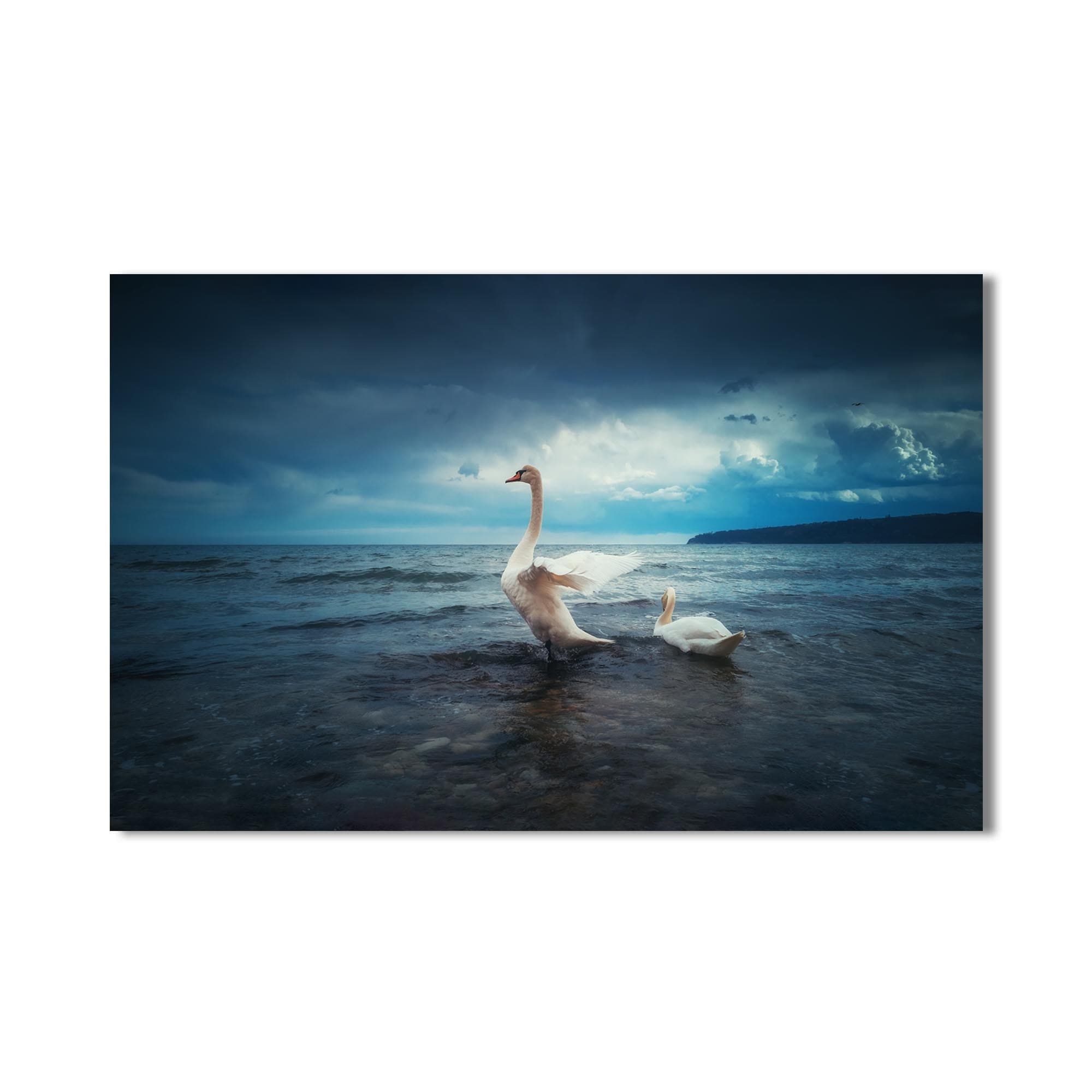 Artronauts Glass Print Swans at the Shoreline – Animal Tempered Glass Wall Art