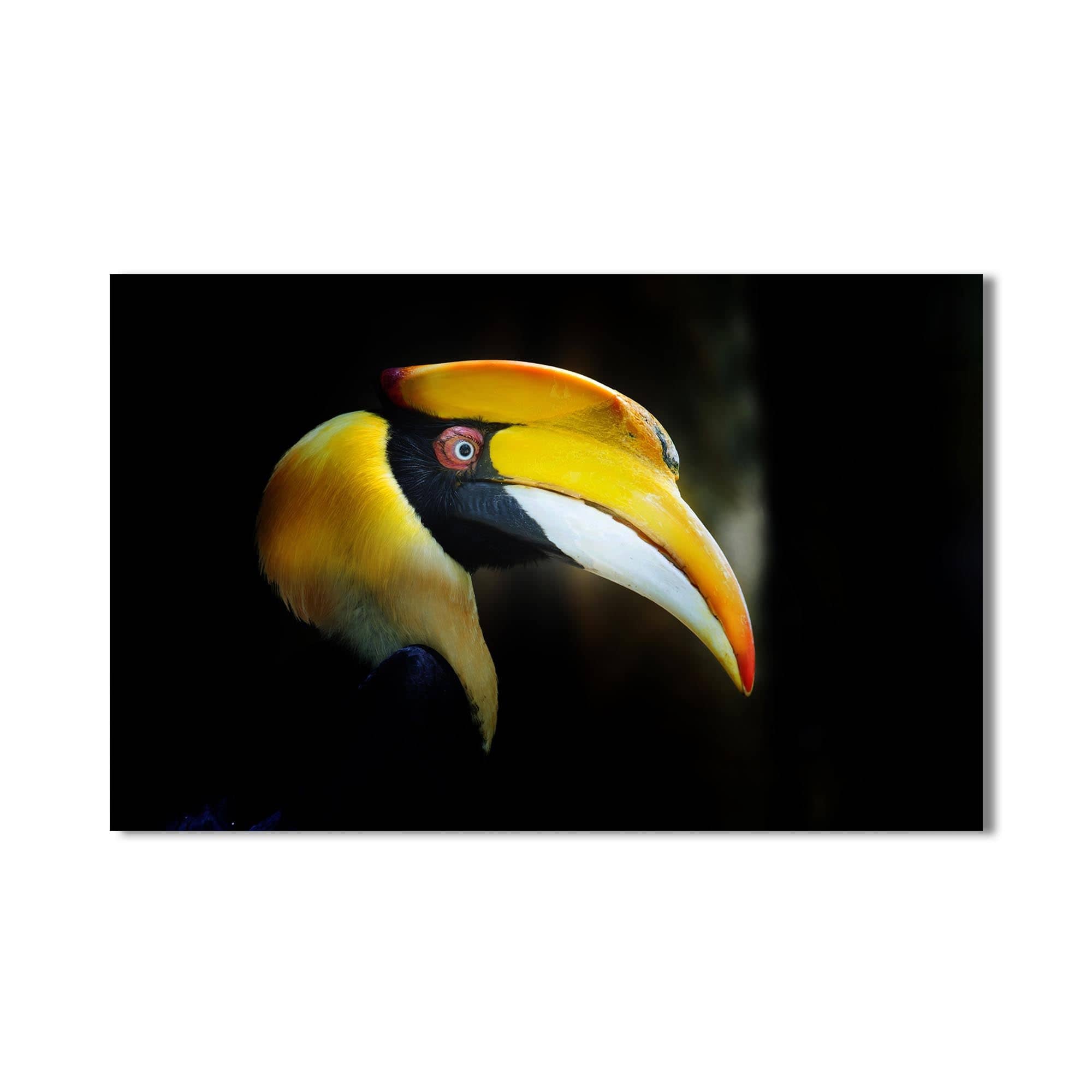 Artronauts Glass Print Yellow Hornbill Portrait – Animal Tempered Glass Wall Art