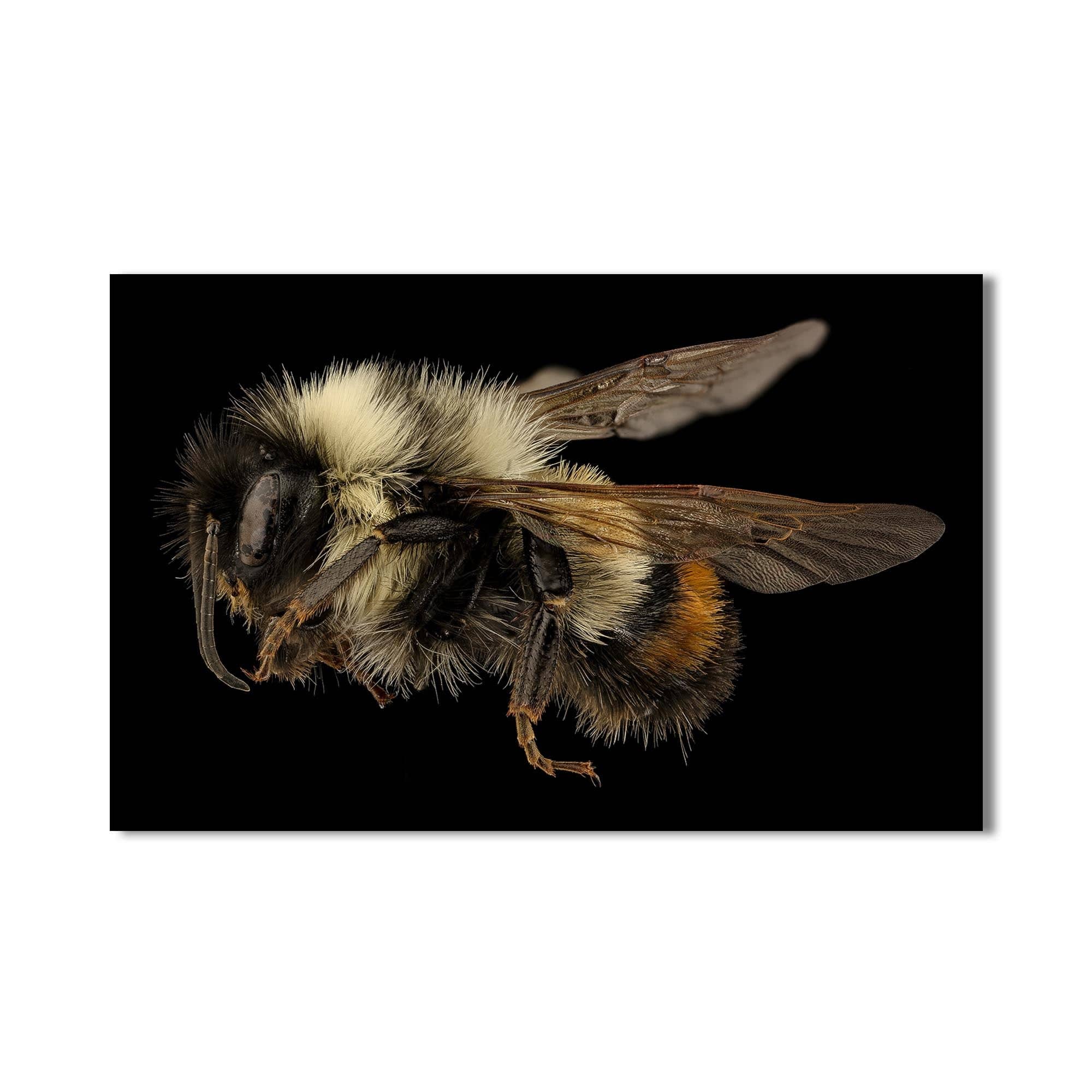 Artronauts Glass Print Fuzzy Bumblebee Macro – Animal Tempered Glass Wall Art