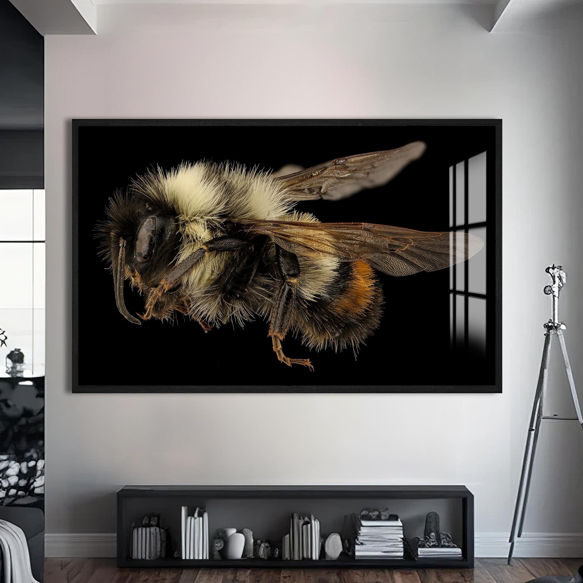 Artronauts Glass Print S | 72x46 cm | 28.3"x18.1" / Black Fuzzy Bumblebee Macro – Animal Tempered Glass Wall Art