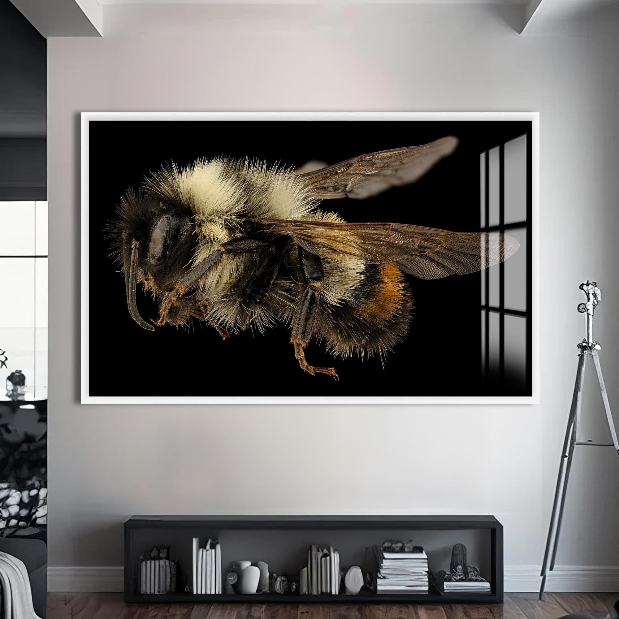 Artronauts Glass Print S | 72x46 cm | 28.3"x18.1" / White Fuzzy Bumblebee Macro – Animal Tempered Glass Wall Art