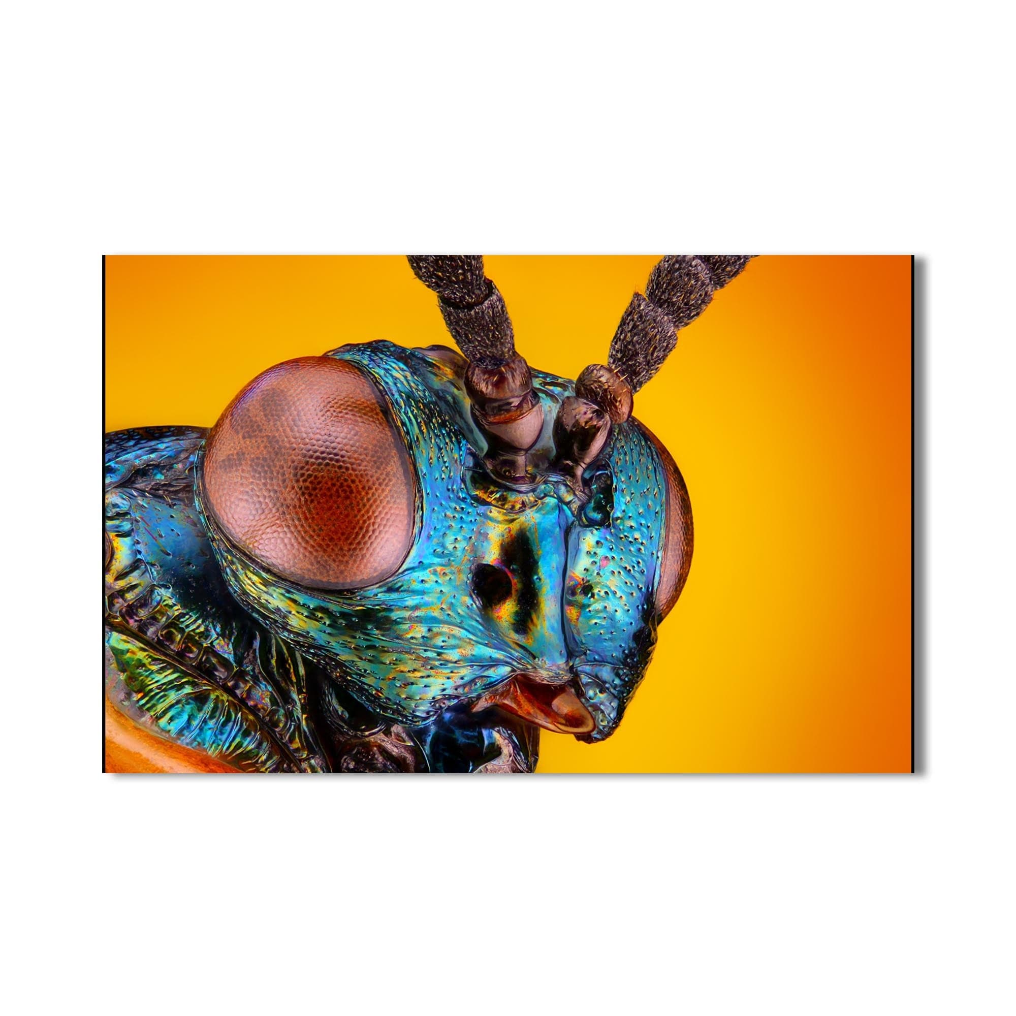 Artronauts Glass Print Metallic Beetle Spectrum – Animal Tempered Glass Wall Art