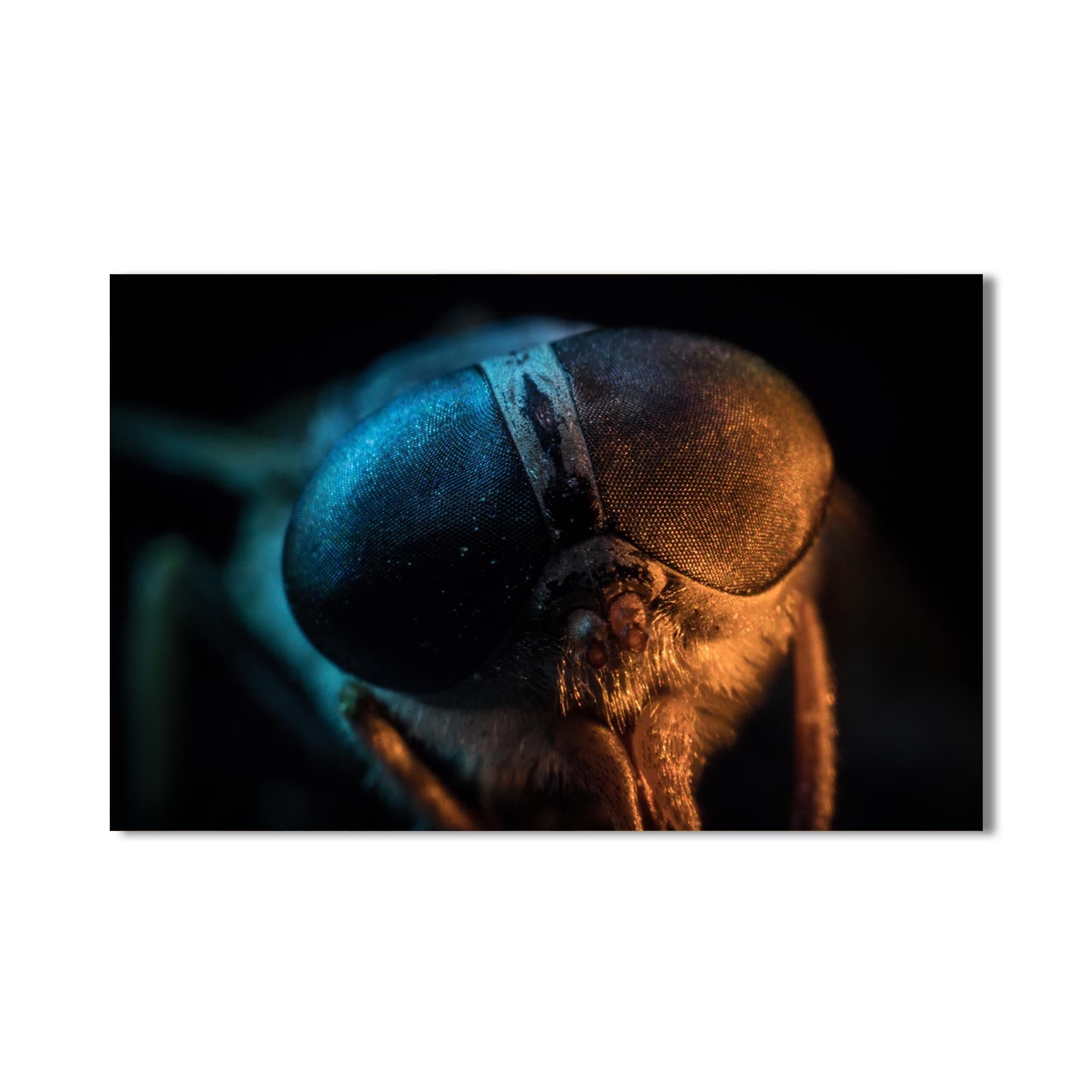 Artronauts Glass Print Dual-Tone Fly Close-Up – Animal Tempered Glass Wall Art