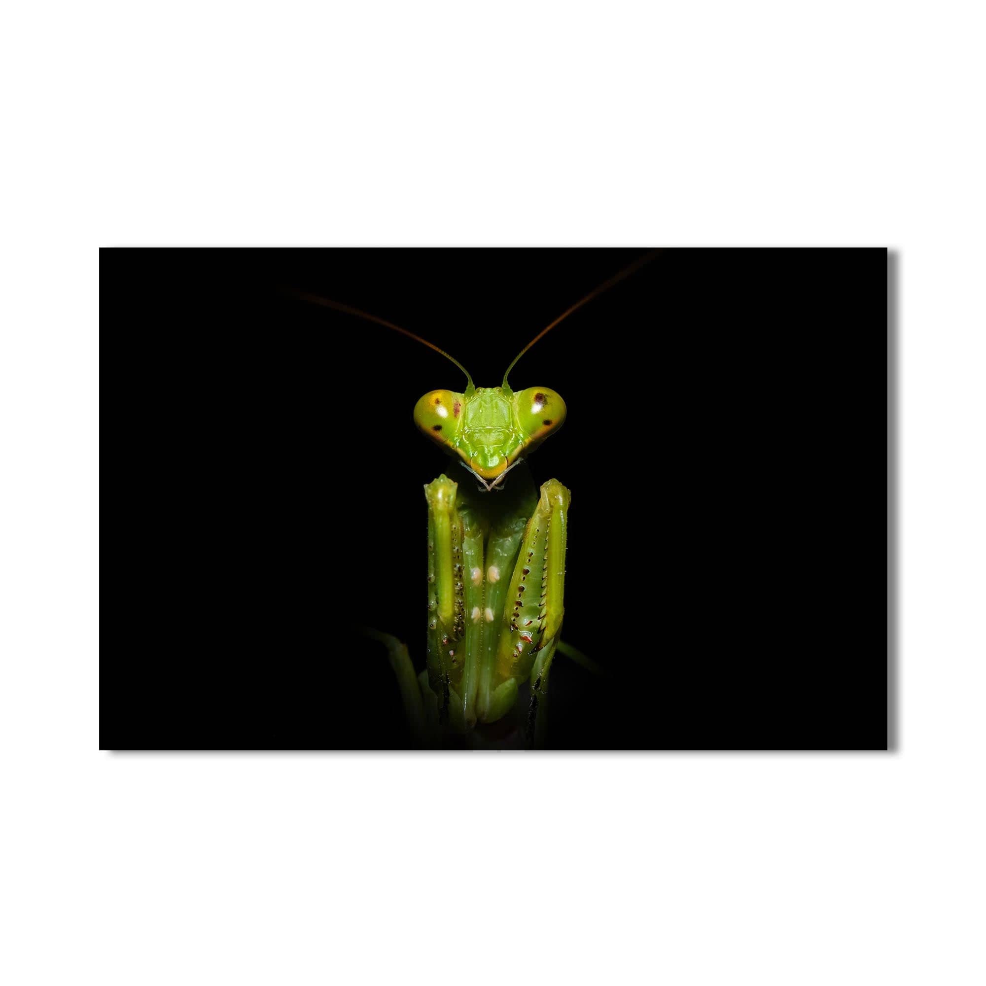Artronauts Glass Print Green Mantis Portrait – Animal Tempered Glass Wall Art