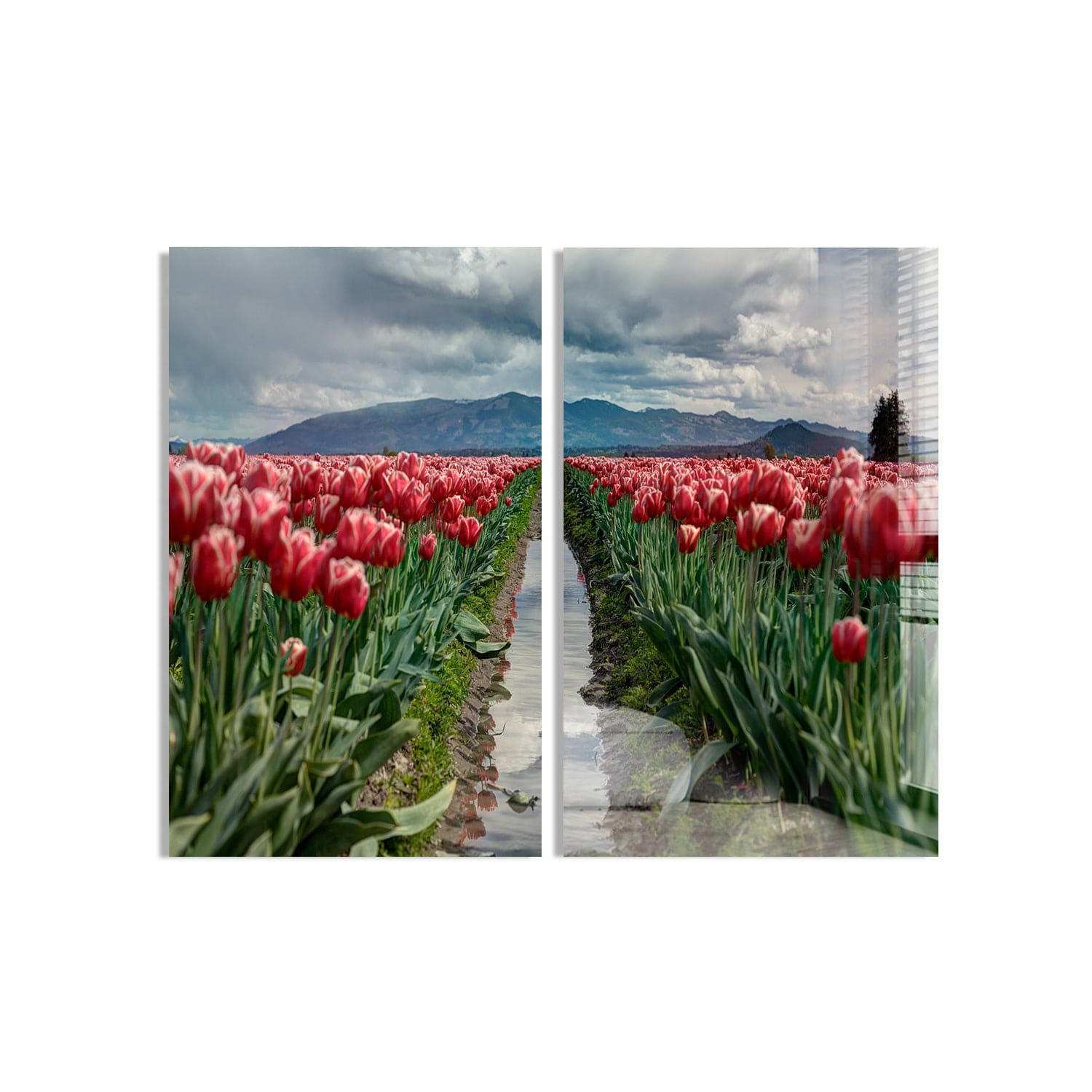 Artronauts Glass Print 140x110 cm | 55.5"x43.5" Rose Garden