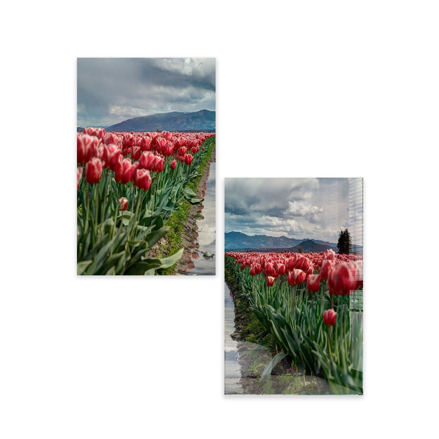 Artronauts Glass Print 140x110 cm | 55.5"x43.5" Rose Garden