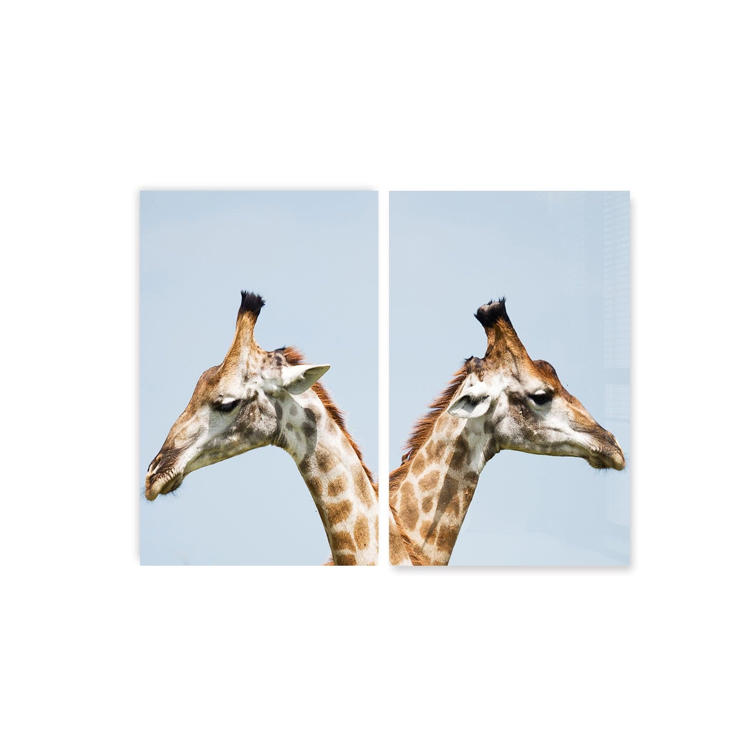 Artronauts Glass Print 140x110 cm | 55.5"x43.5" Giraffes Duo