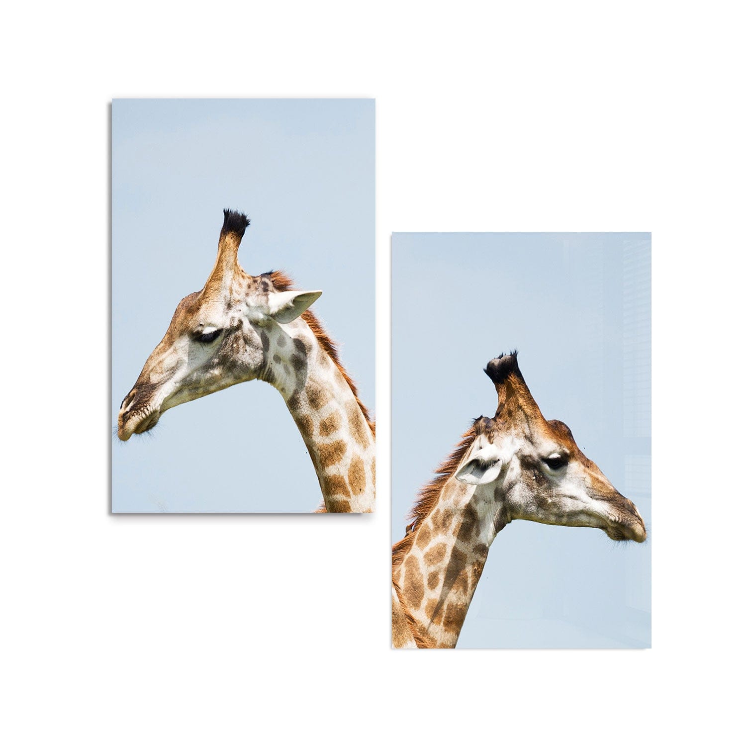 Artronauts Glass Print 140x110 cm | 55.5"x43.5" Giraffes Duo