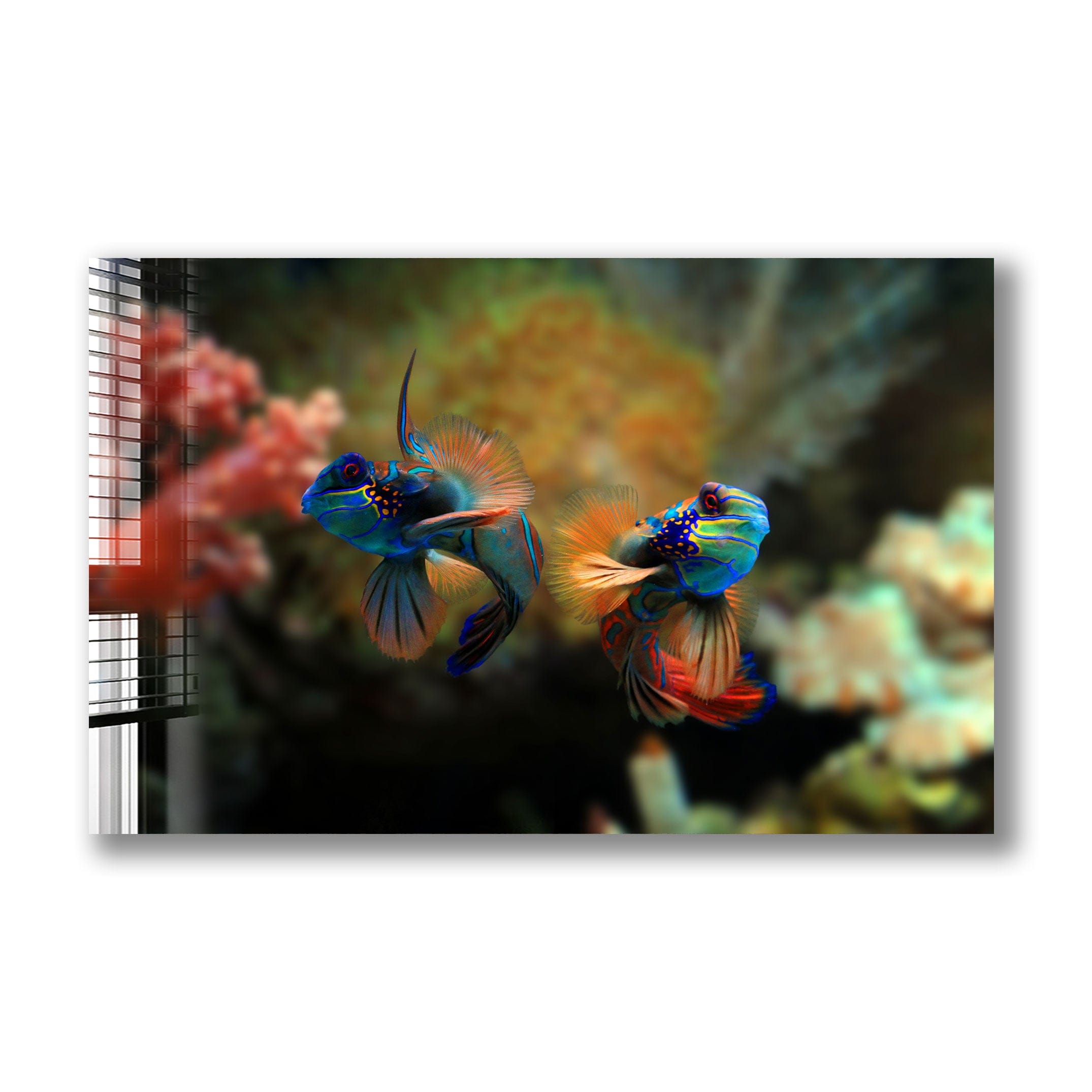 Artronauts Glass Print Mandarin Fishes
