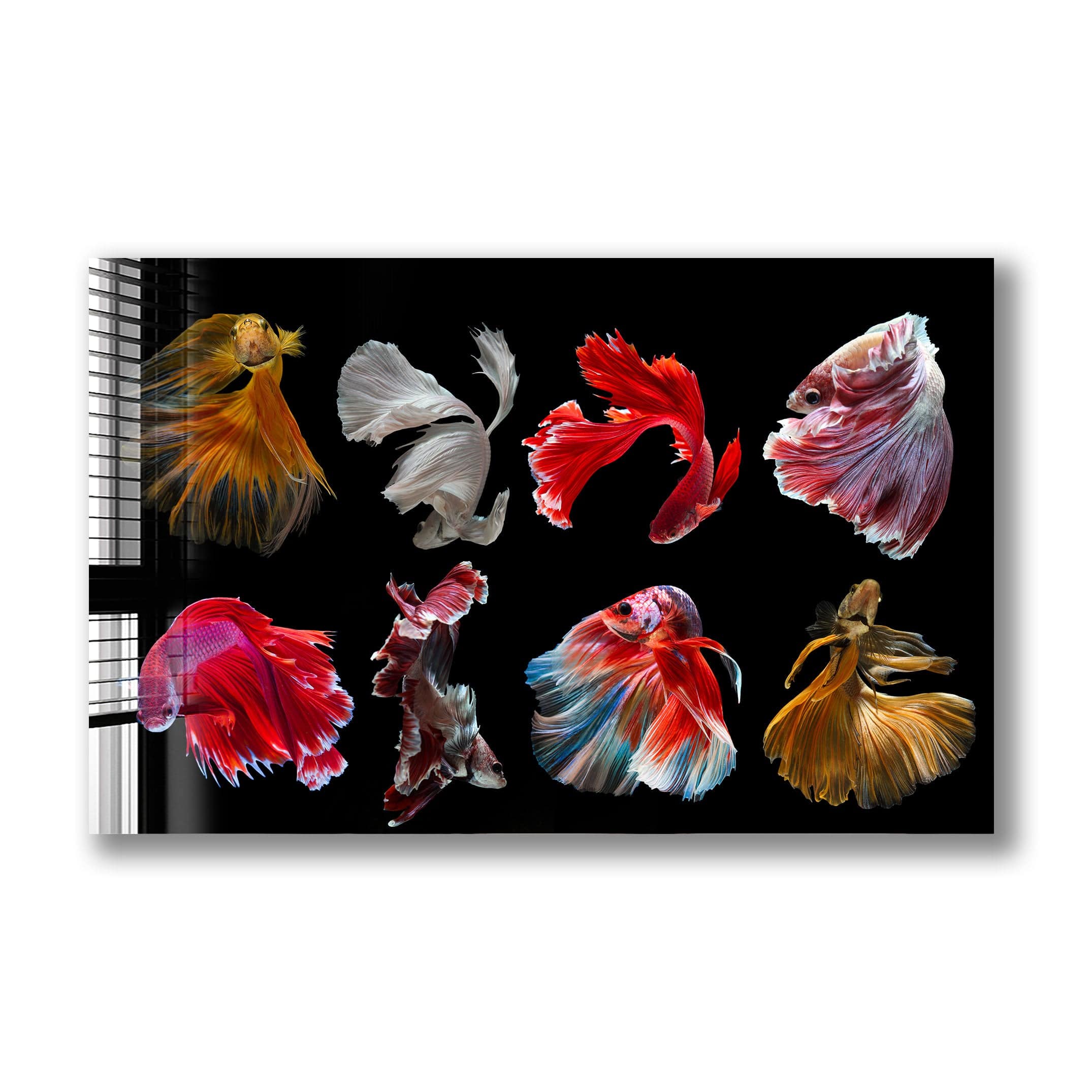 Artronauts Glass Print Betta Fishes