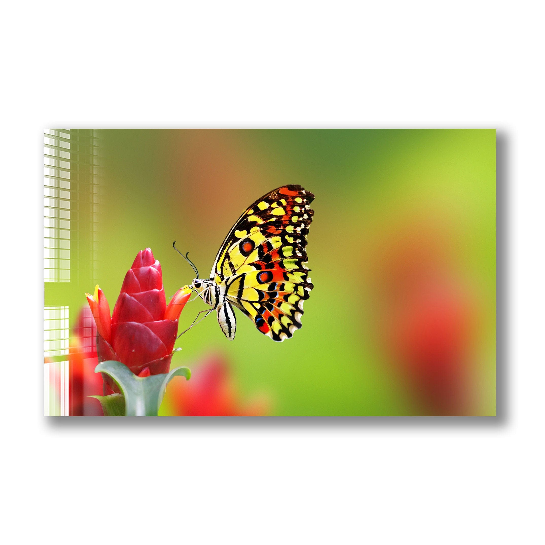 Artronauts Glass Print Lovely Butterfly