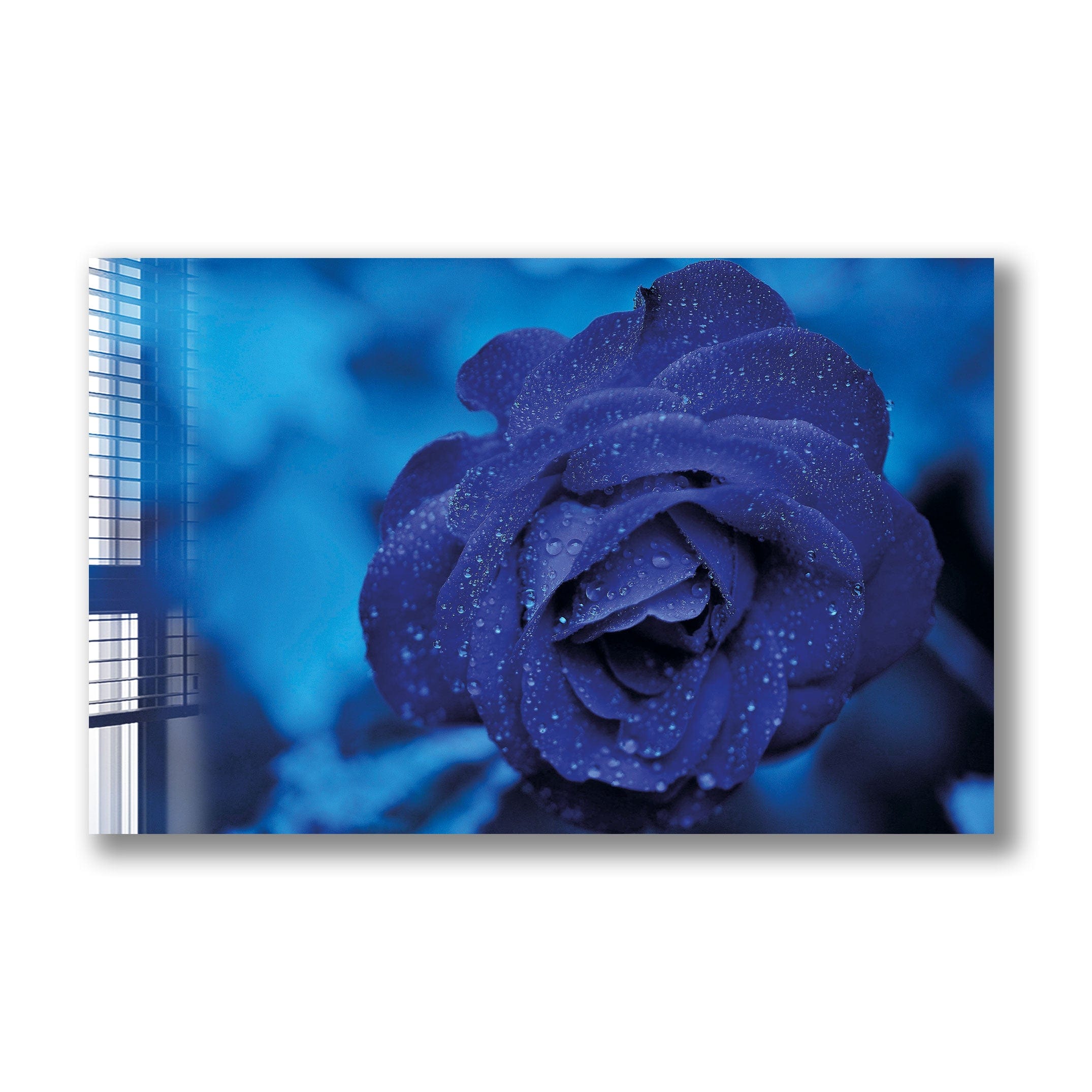 Artronauts Glass Print Cold Rose