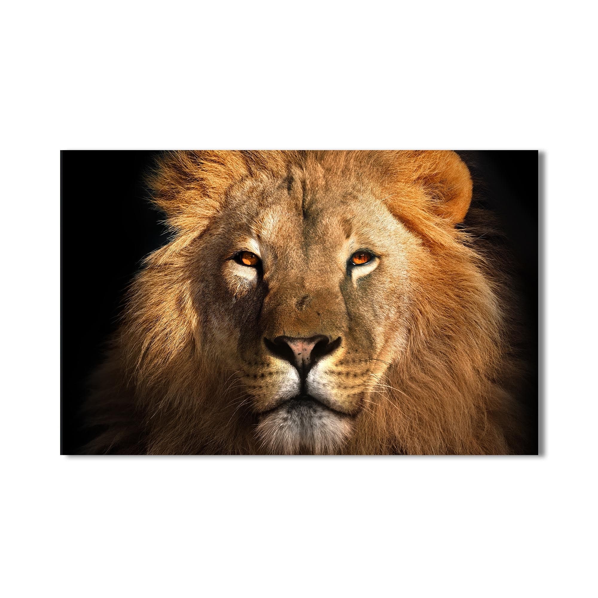 Artronauts Glass Print Arctic Spectrum Lion – Animal Tempered Glass Wall Art