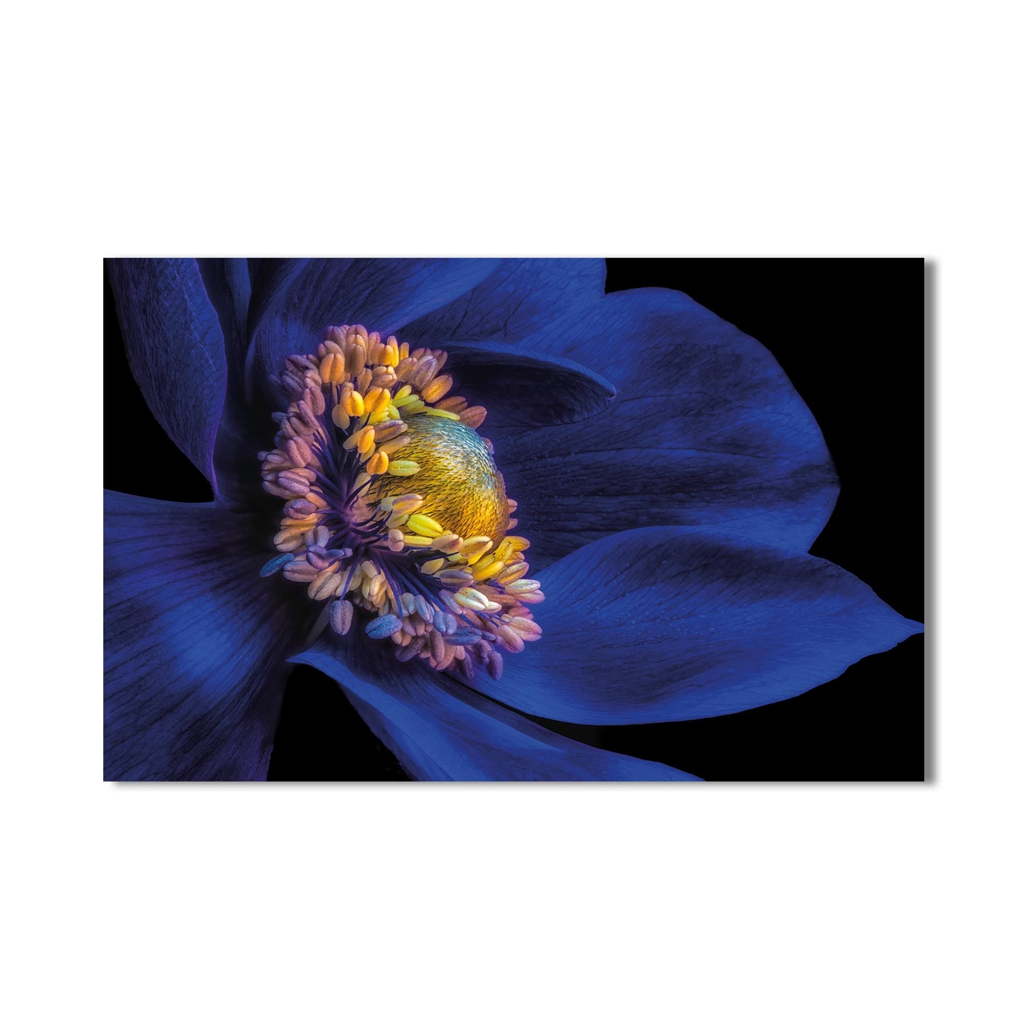 Artronauts Art Clearance T. Passionflower