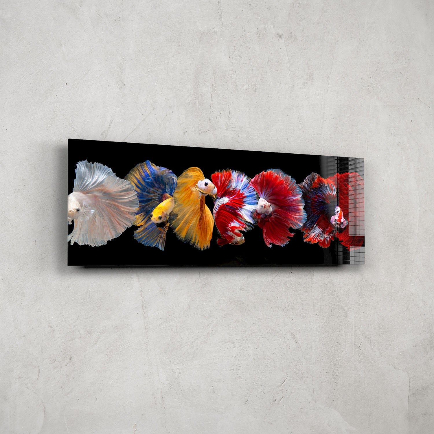 Artronauts Glass Print 92x36cm Betta Fishes - Panoramic