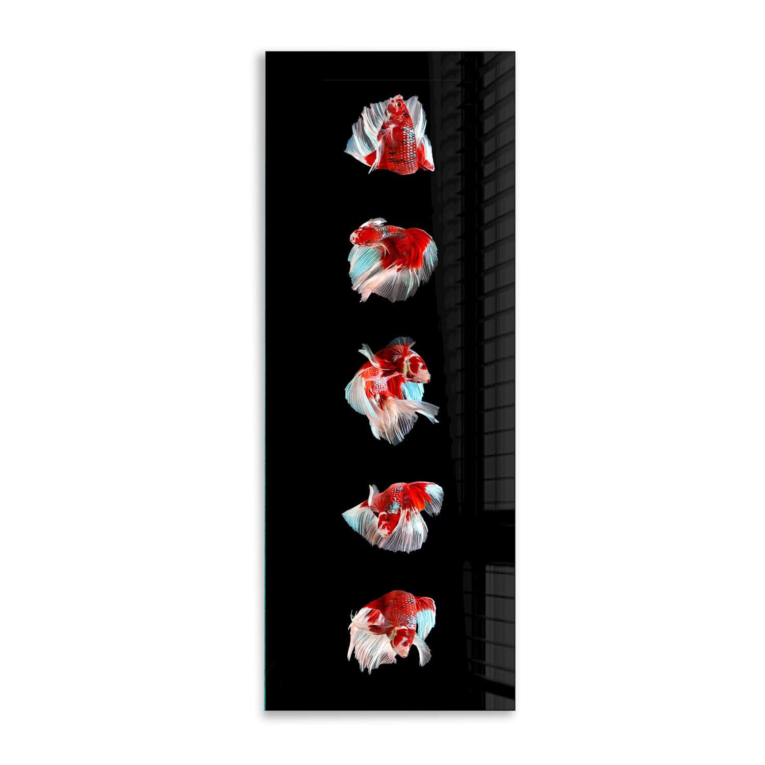 Artronauts Glass Print 92x36cm Betta Fishes - Panoramic