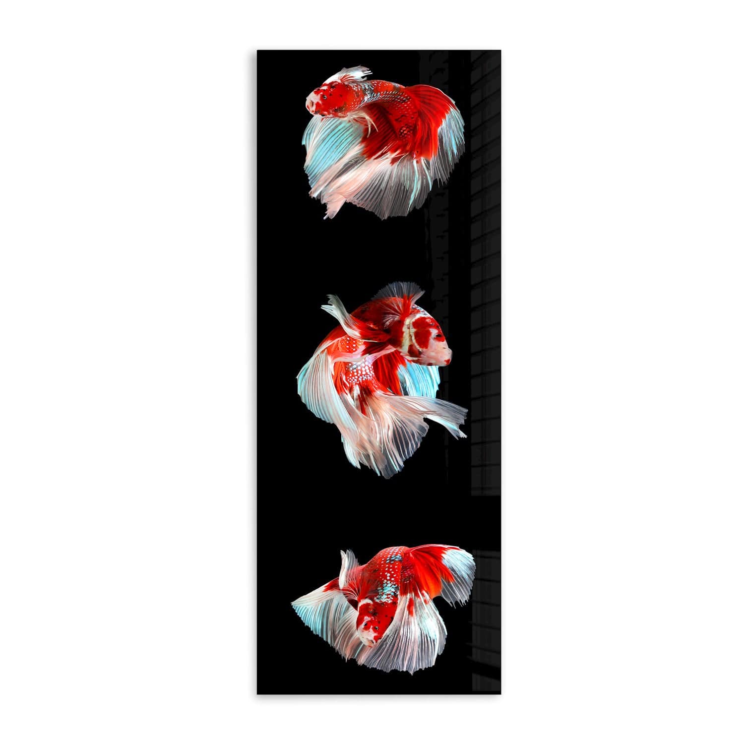Artronauts Glass Print 92x36cm Trinity Betta Fishes - Panoramic