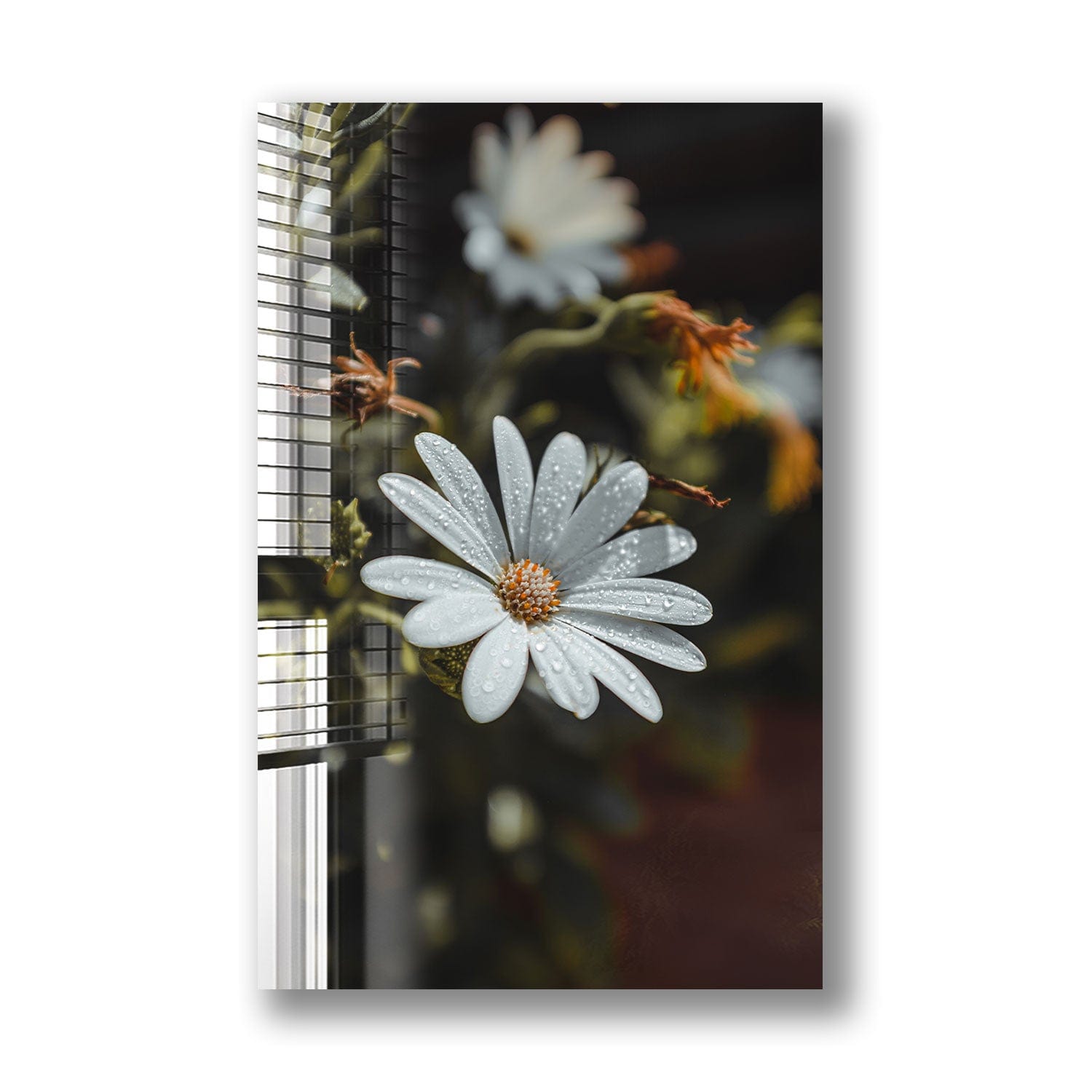 Artronauts Glass Print Daisy