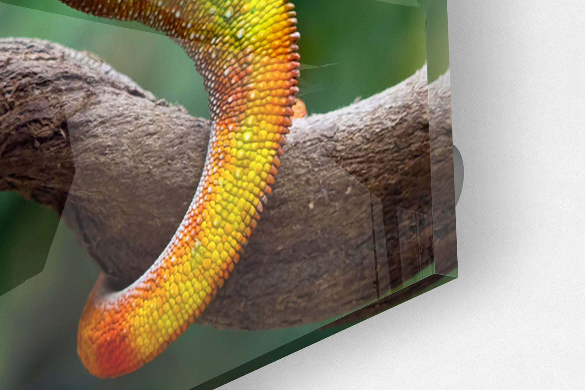 Artronauts Art Clearance T. Chameleon II