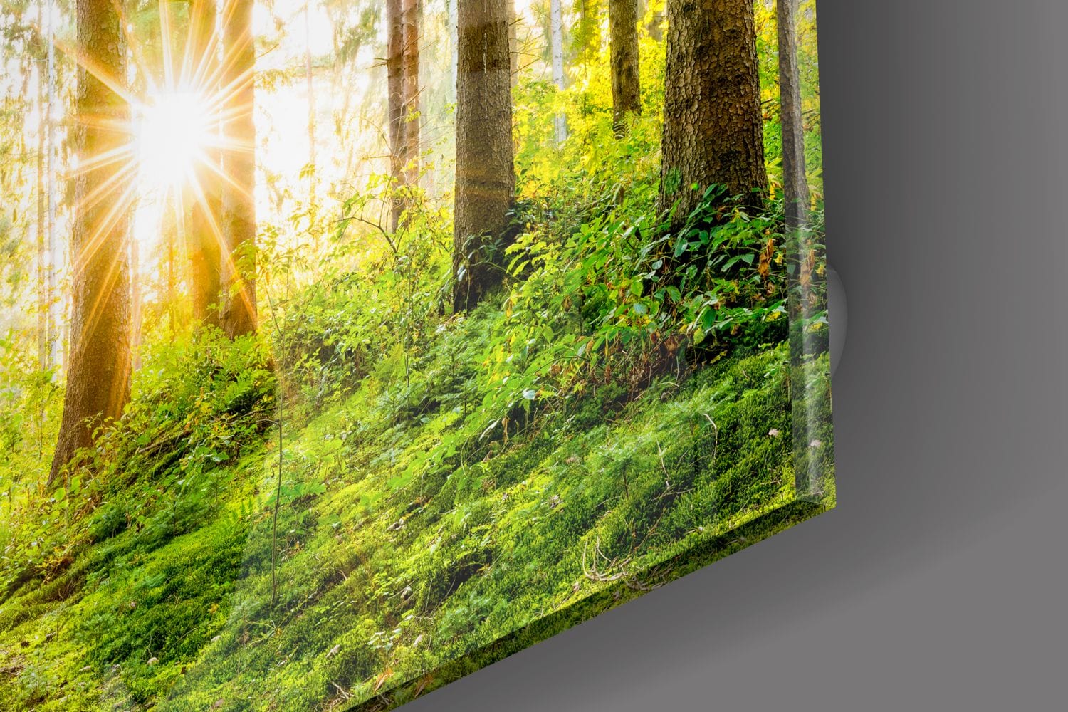 Artronauts Clearance T. The Forest