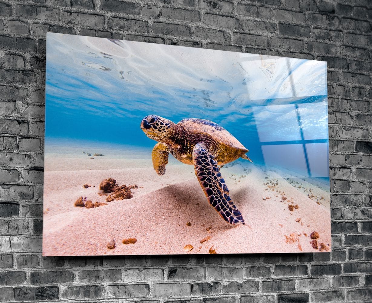 Artronauts Art Clearance T. Sea Turtle