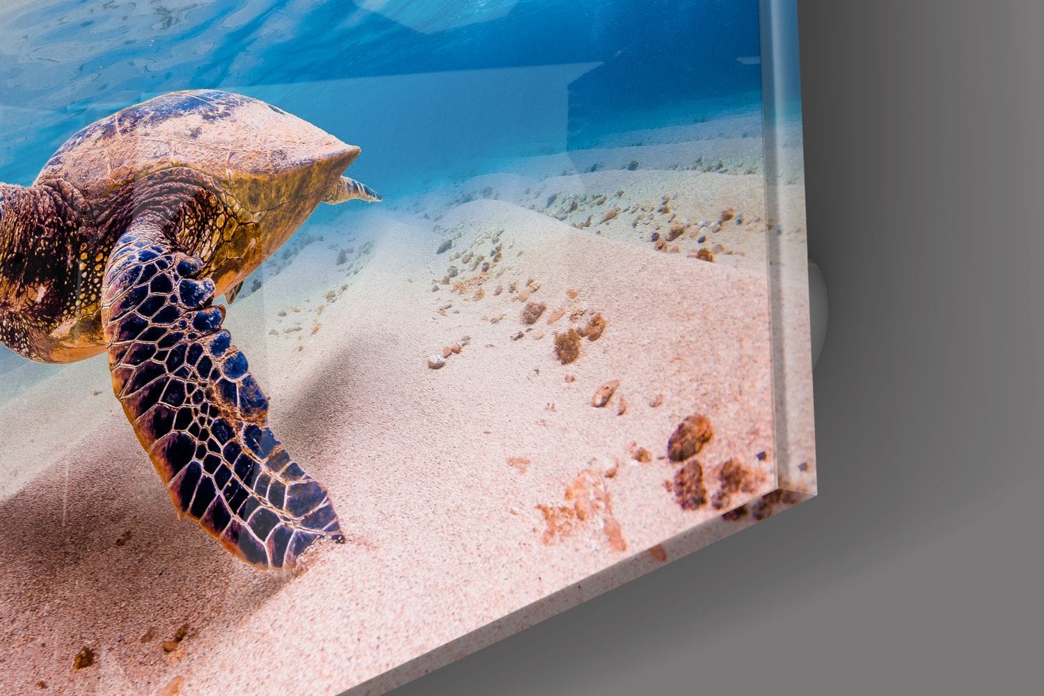 Artronauts Art Clearance T. Sea Turtle