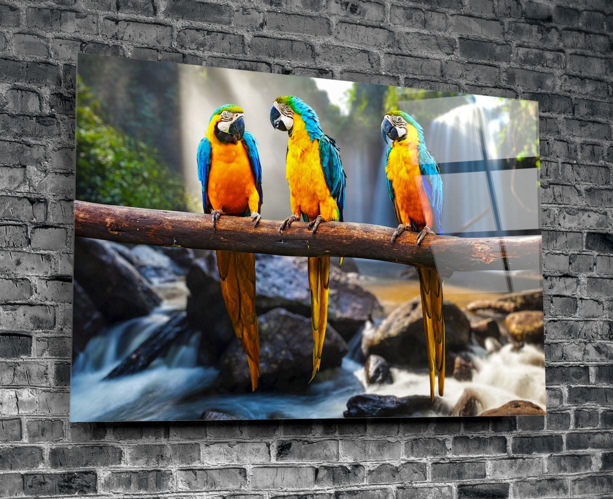 Artronauts Clearance T. Parrots