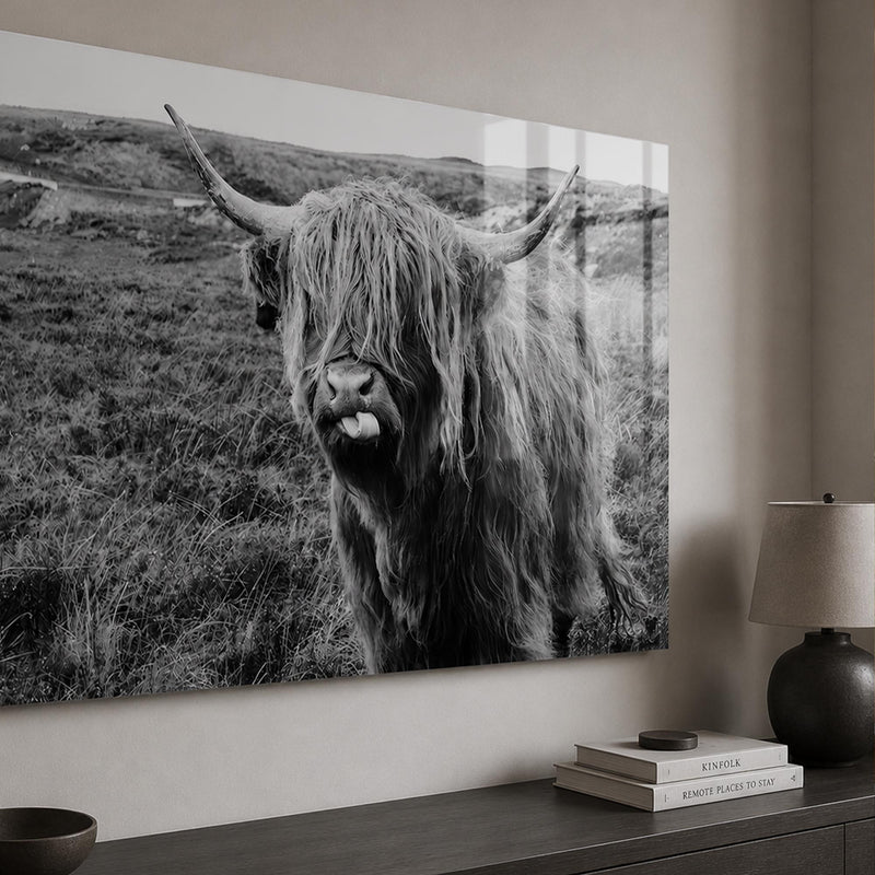 Playful Highland Cow lifestyle view