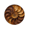 Golden Timber Spiral product shot on white background