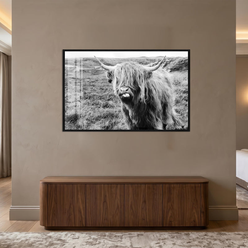 Playful Highland Cow with black frame