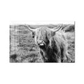 Playful Highland Cow product shot on white background