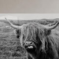 Playful Highland Cow lifestyle view