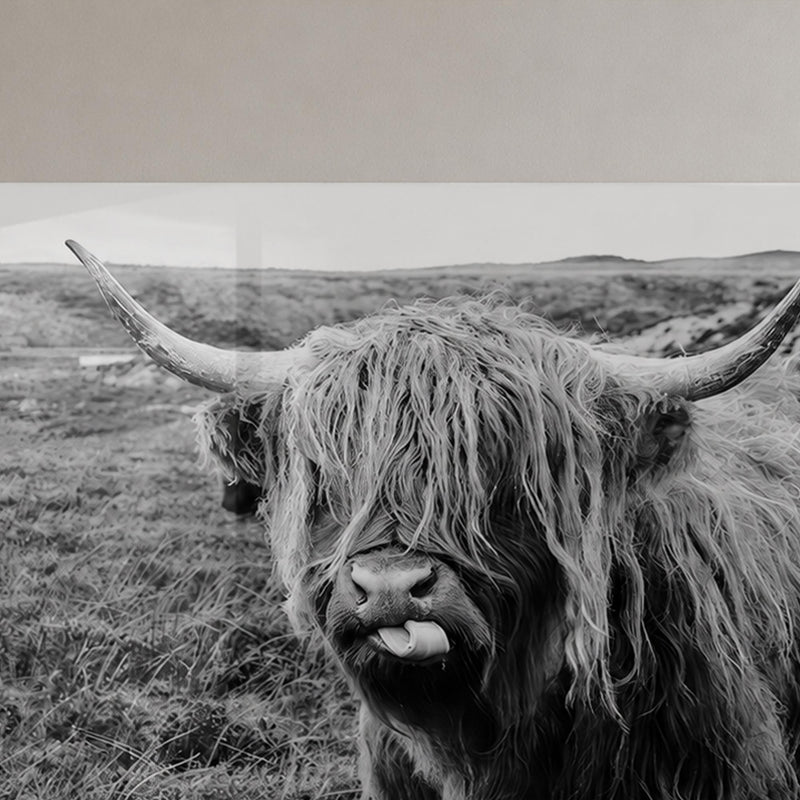 Playful Highland Cow lifestyle view