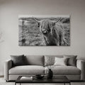 Playful Highland Cow lifestyle view