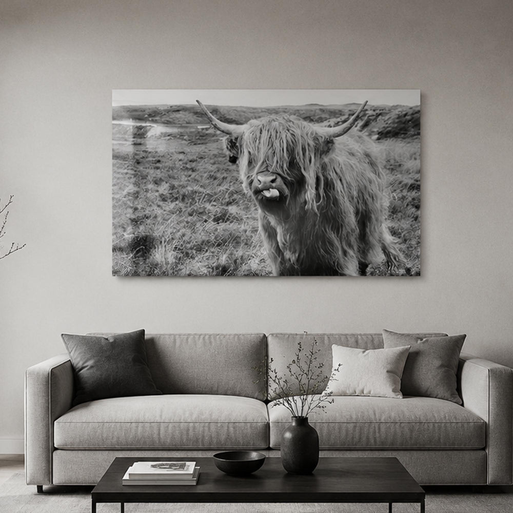 Playful Highland Cow lifestyle view