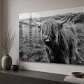 Playful Highland Cow lifestyle view
