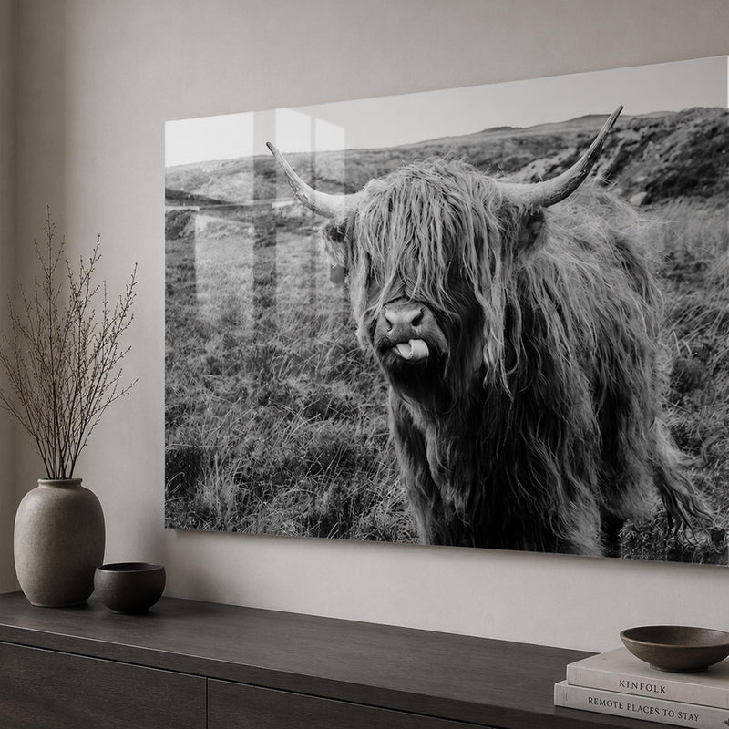 Playful Highland Cow lifestyle view