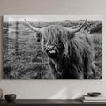 Playful Highland Cow lifestyle view