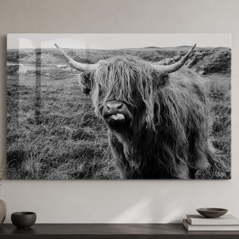 Playful Highland Cow lifestyle view