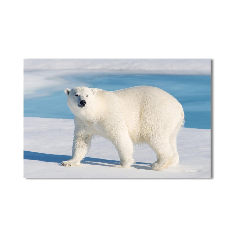 Artronauts Glass Print Polar Bear on Arctic Snow – Animal Tempered Glass Wall Art