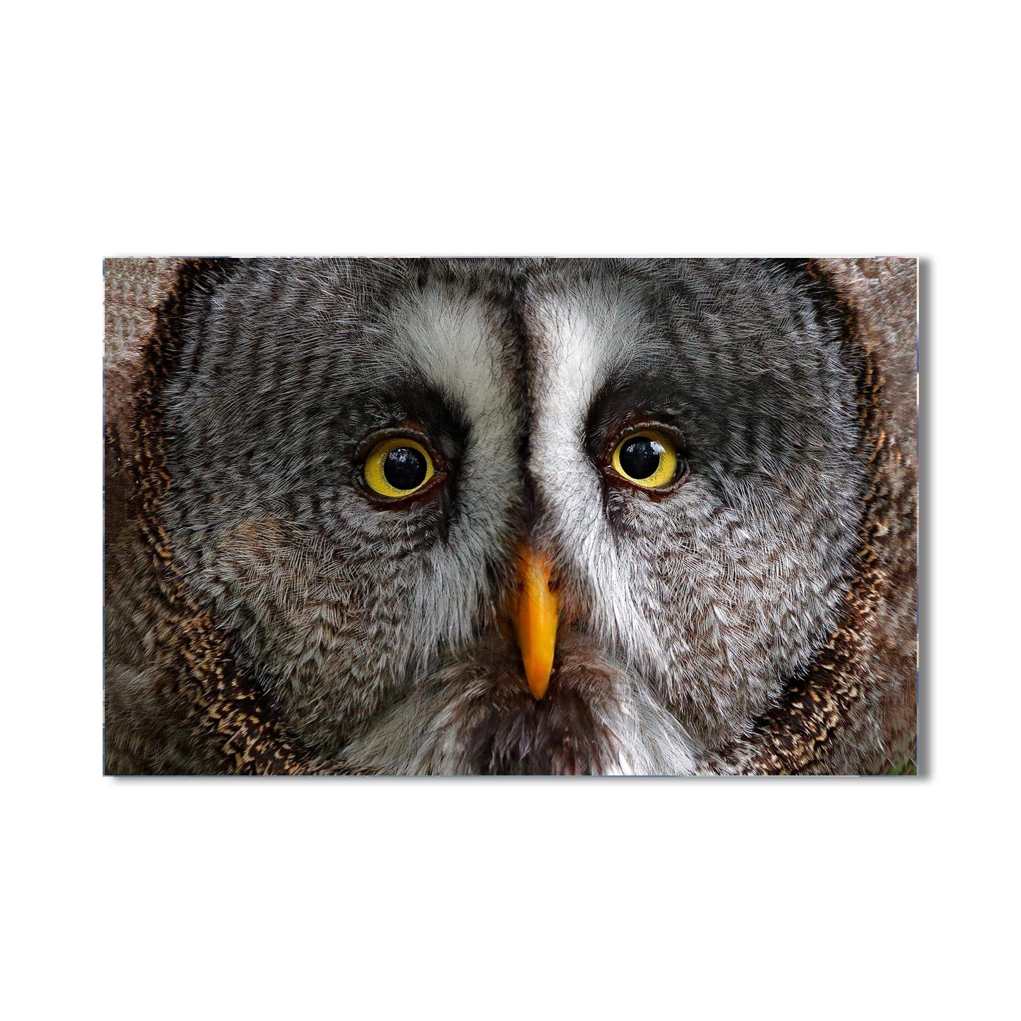 Artronauts Glass Print Grey Owl Portrait – Animal Tempered Glass Wall Art