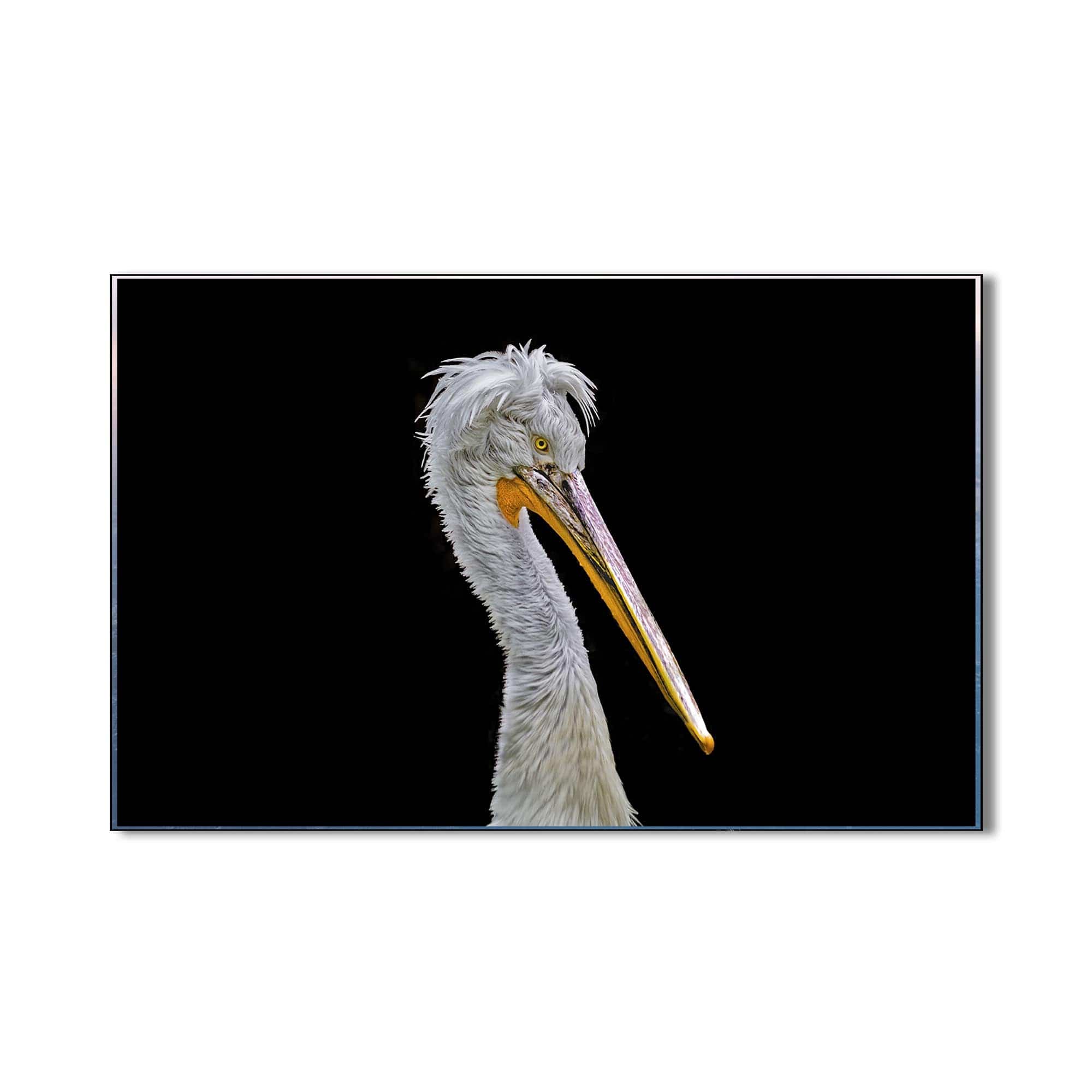 Artronauts Glass Print Striking Pelican Portrait – Animal Tempered Glass Wall Art