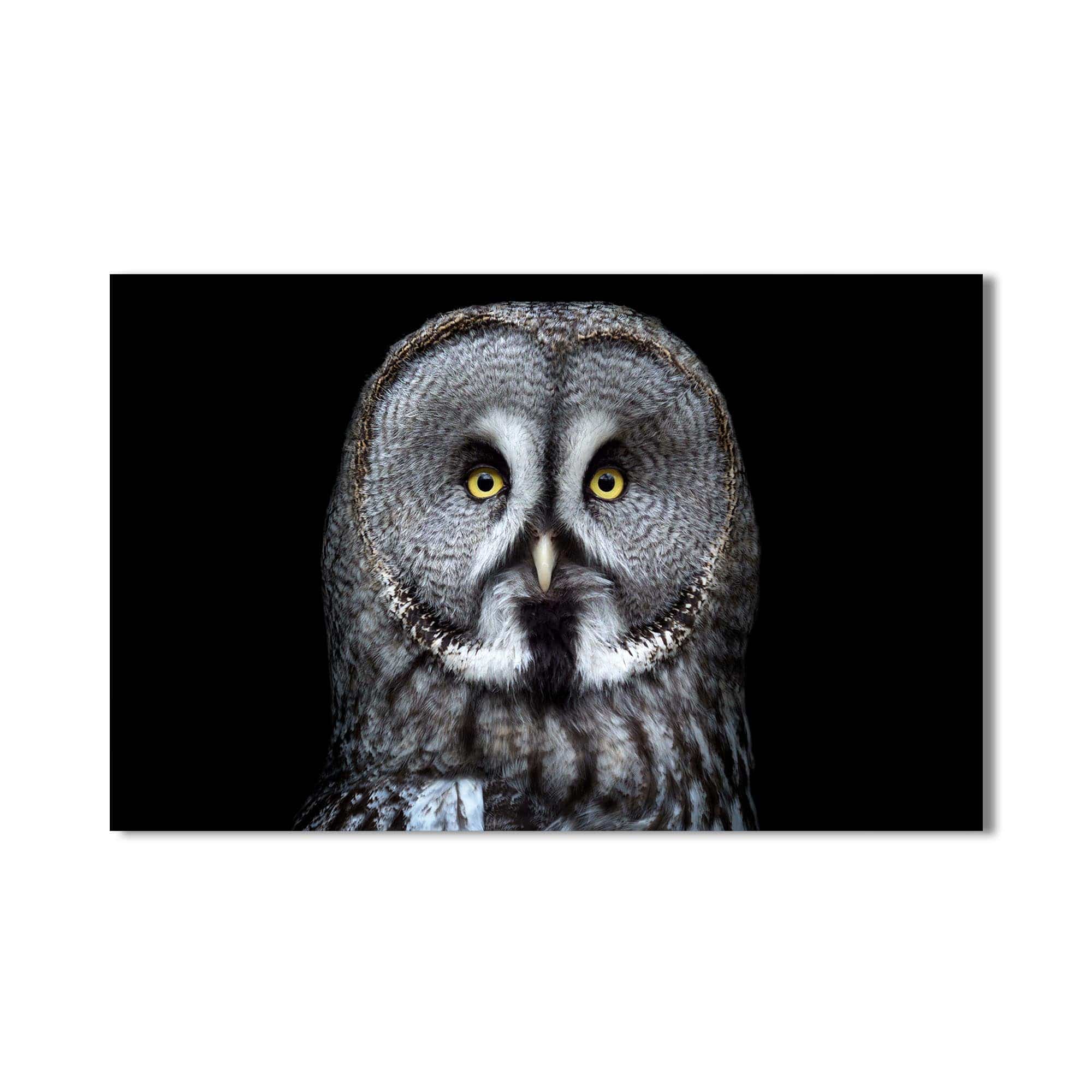 Artronauts Glass Print Grey Owl Close-Up – Animal Tempered Glass Wall Art