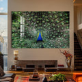 Artronauts Glass Print Peacock Feathers Spread – Animal Tempered Glass Wall Art