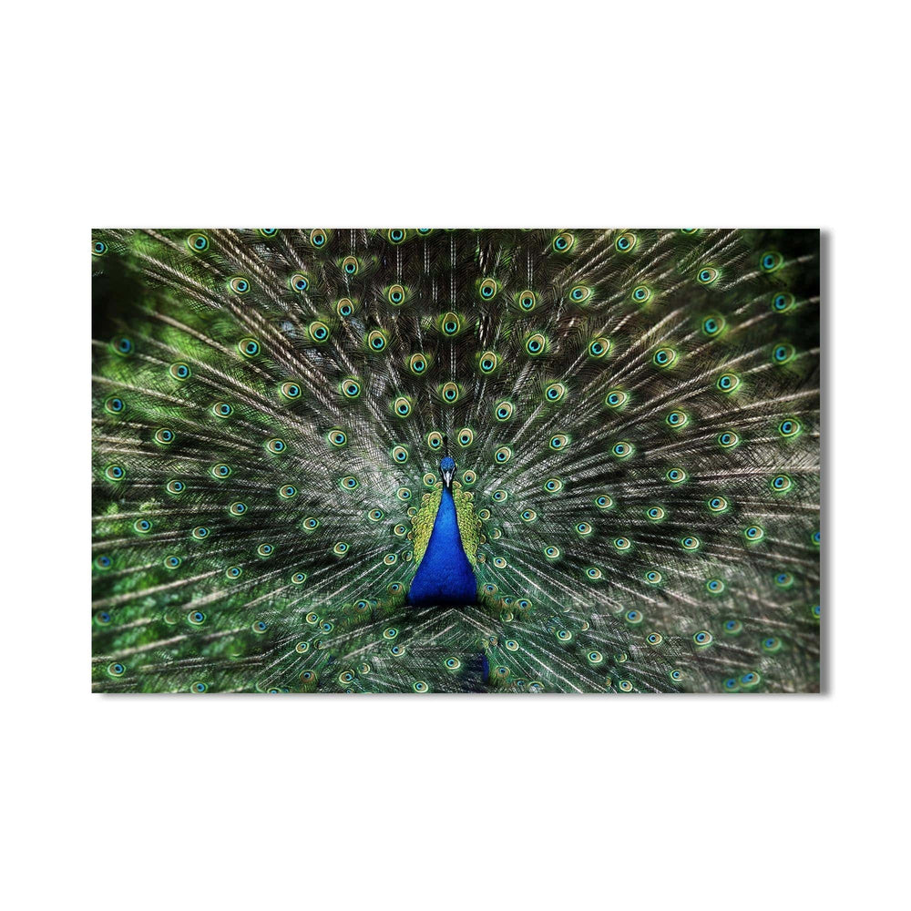 Artronauts Glass Print Peacock Feathers Spread – Animal Tempered Glass Wall Art