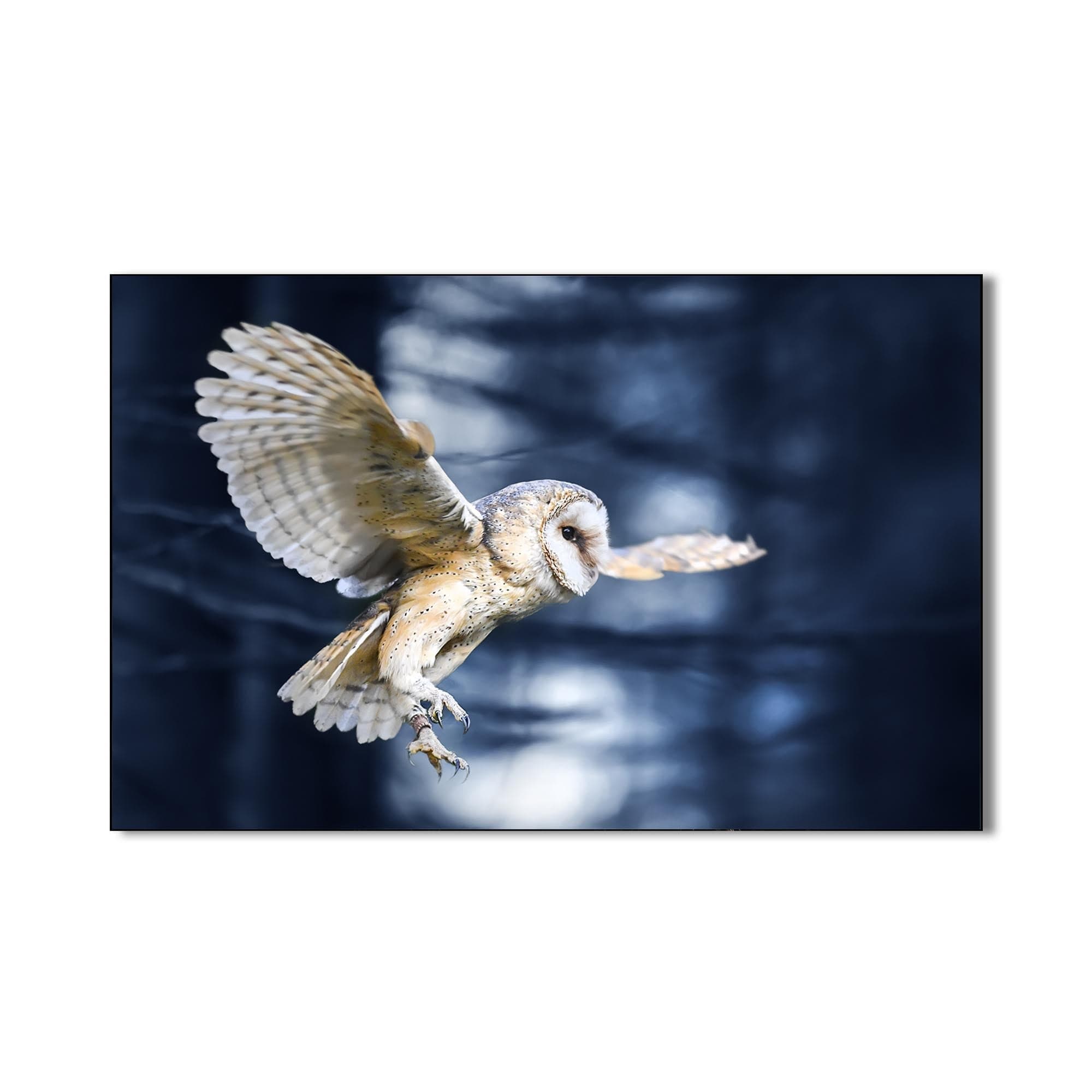 Artronauts Glass Print Owl in the Midnight Forest – Animal Tempered Glass Wall Art