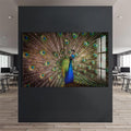 Artronauts Glass Print Majestic Peacock Display – Animal Tempered Glass Wall Art