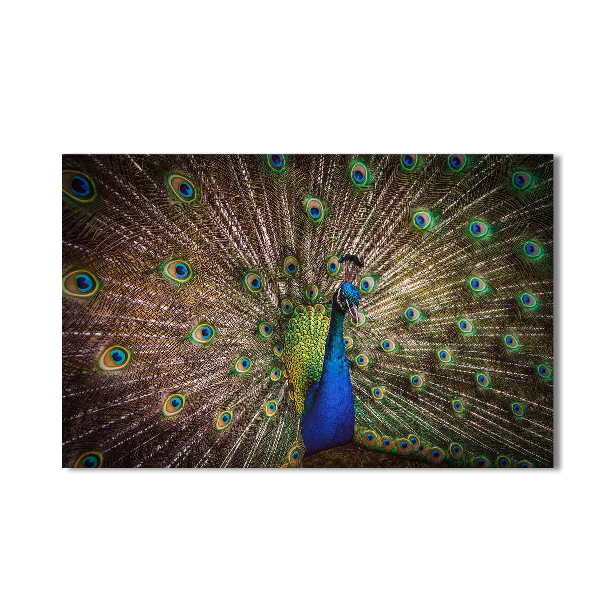 Artronauts Glass Print Majestic Peacock Display – Animal Tempered Glass Wall Art